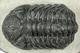 Detailed Morocops Trilobite - Ofaten, Morocco #323725-1
